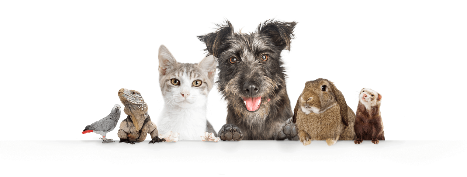 mascotas-img